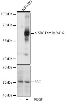 Src (Phospho-Y416) antibody