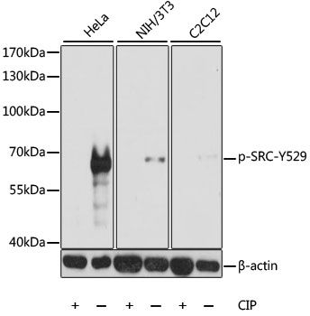 SRC (Phospho-Y529) antibody
