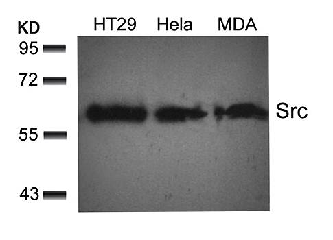 Src (Ab-529) Antibody