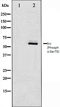 Src (Phospho-Ser75) antibody