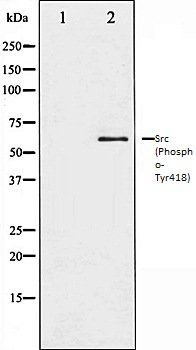 Src (Phospho-Tyr418) antibody
