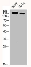 SRCIN1 antibody