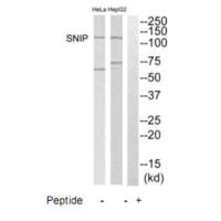 SRCIN1 antibody