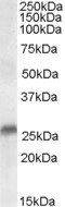 Goat anti-SRD5A2 / 5-alpha reductase 2 Antibody