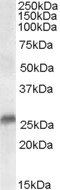 SRD5A2 antibody