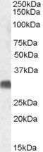 Goat anti-SRD5A2 Antibody