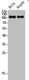 SREBF1 Antibody