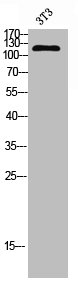 SREBF1 Antibody