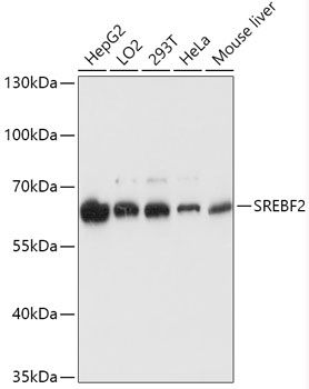 SREBF2 antibody