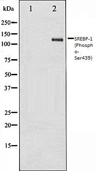 SREBP-1 (Phospho-Ser439) antibody