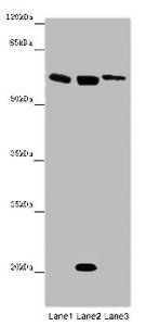 SRF antibody