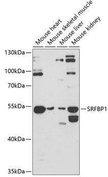 SRFBP1 antibody