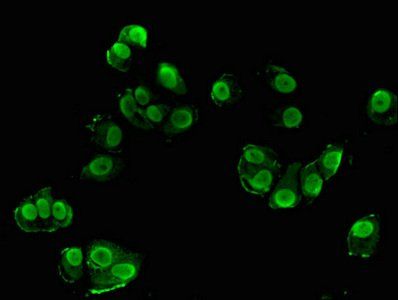 SRGAP1 antibody