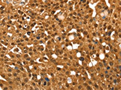 SRGAP1 antibody