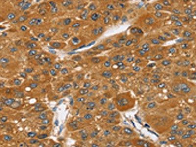 SRGAP1 Antibody