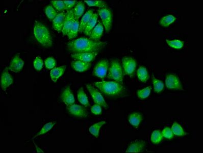 SRGAP3 Antibody
