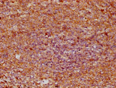 SRGN Antibody