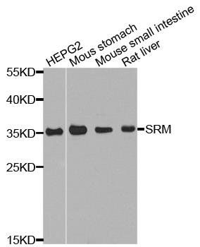 SRM antibody