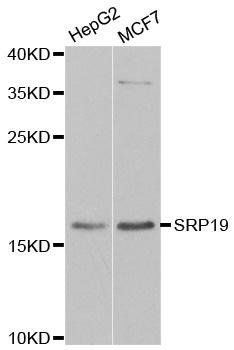 SRP19 antibody