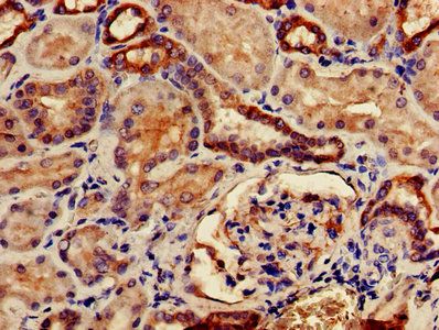 TMCO1 Antibody