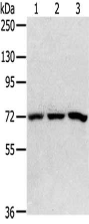 SRP68 antibody
