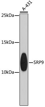 SRP9 antibody