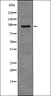 SRPK1 (Phospho-Thr601) antibody