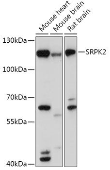 SRPK2 antibody