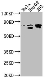SRPK2 antibody
