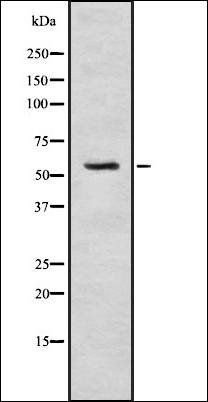 SRPK3 antibody