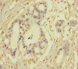 SRPK3 Antibody