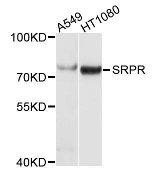 SRPR antibody