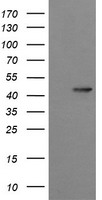 SRPR beta (SRPRB) antibody