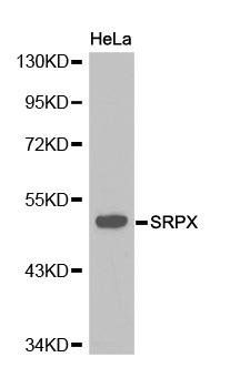 SRPX antibody