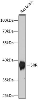 SRR antibody