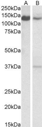 Goat anti-SRRT / ARS2 Antibody