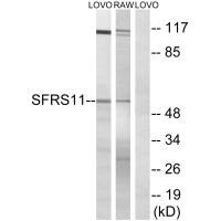 SRSF11 antibody