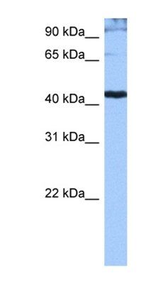 SRSF6 antibody
