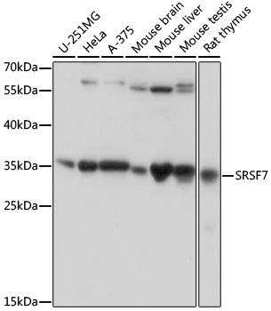 SRSF7 antibody
