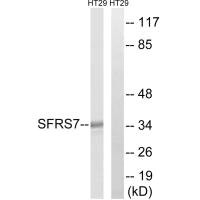 SRSF7 antibody
