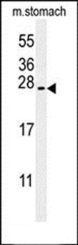 SRTD3 antibody