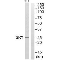 SRY antibody