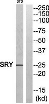 SRY antibody