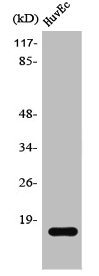 SSBP1 Antibody
