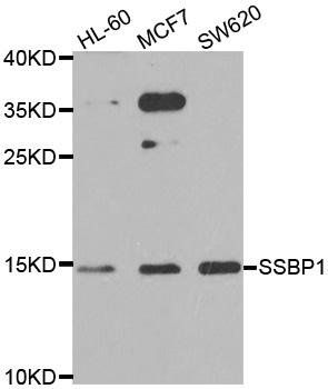 SSBP1 antibody