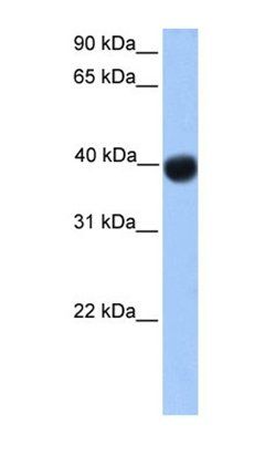SSBP4 antibody