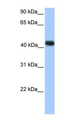 SSBP4 antibody
