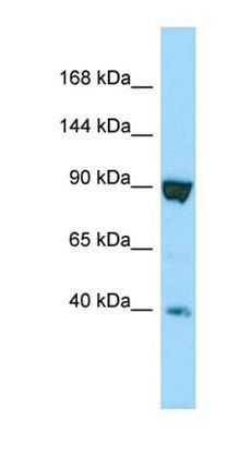 SSFA2 antibody