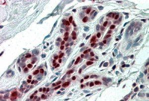 Goat anti-SSP29 / ANP32B Antibody