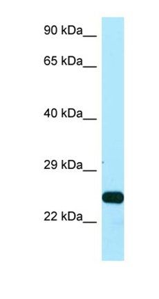 SSU72 antibody